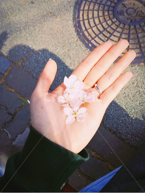 손,벚꽃,봄,예쁜손,설렘,꽃,flower,사람,인물,인간,human,person,신체일부,몸,body