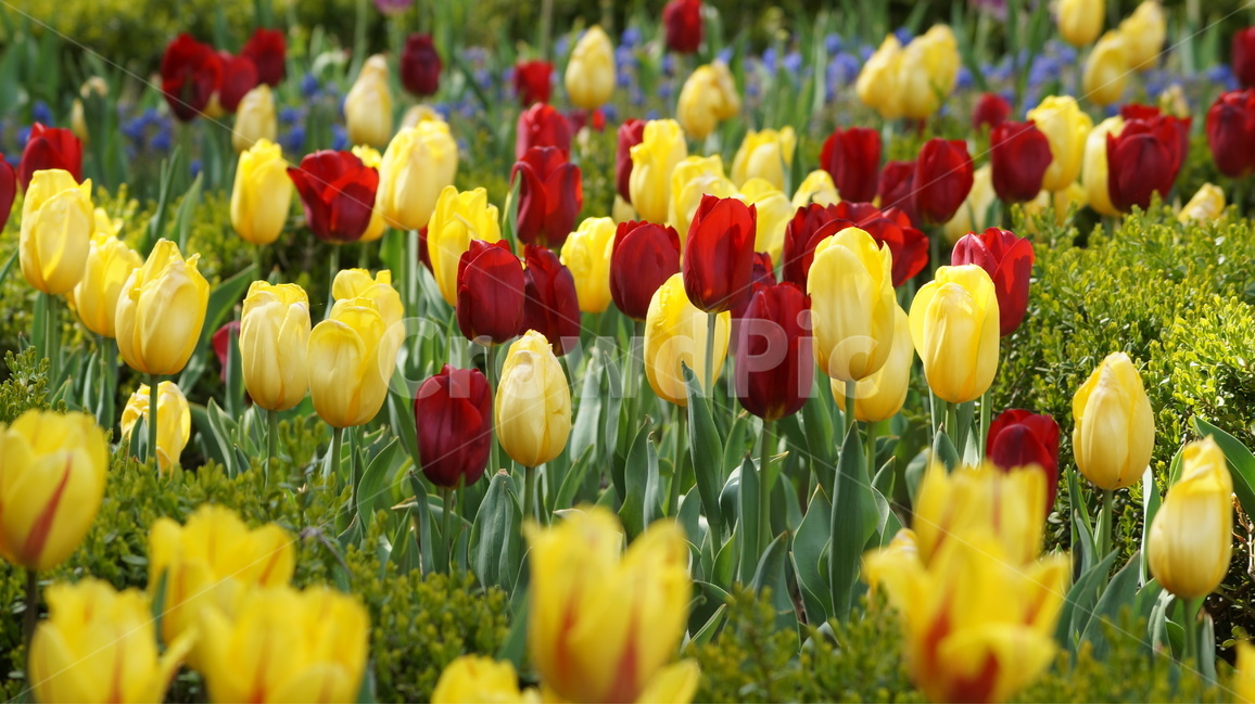 꽃,봄꽃,자연,풍경,튜울립,봄,계절,spring,season,식물,자연,plants,nature,꽃,flower,plant,blossom