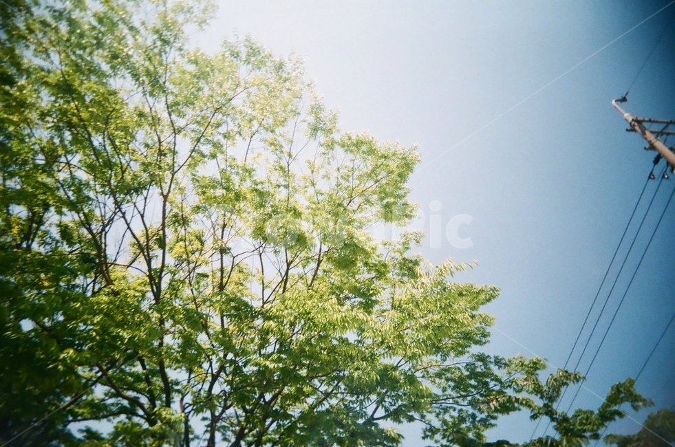 plant,식물,tree,나무,treetrunk,나무줄기,필름사진,식물,자연,plants,nature