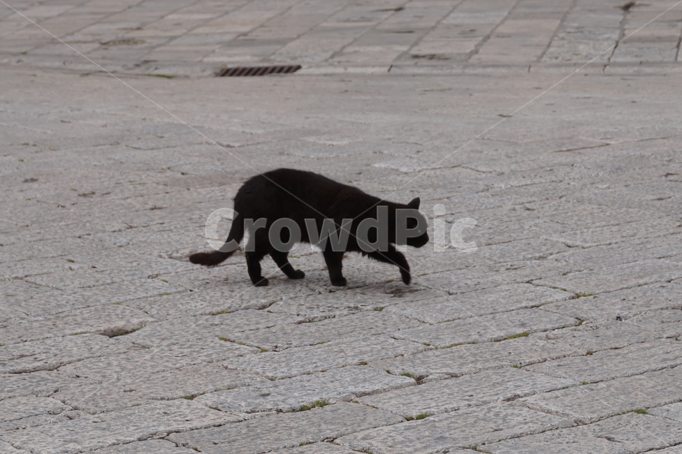 검은고양이,고양이,블랙캣,cat,거리,blackcat,검정고양이,검은색고양이,길고양이,streetcat,동물,animal,포유류,mammal,고양이,cat,kitten,kitty