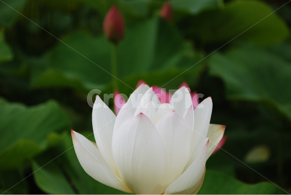 꽃,연꽃,연밭,연잎,여름,하얀꽃,백련,하얀연꽃,식물,자연,plants,nature,꽃,flower