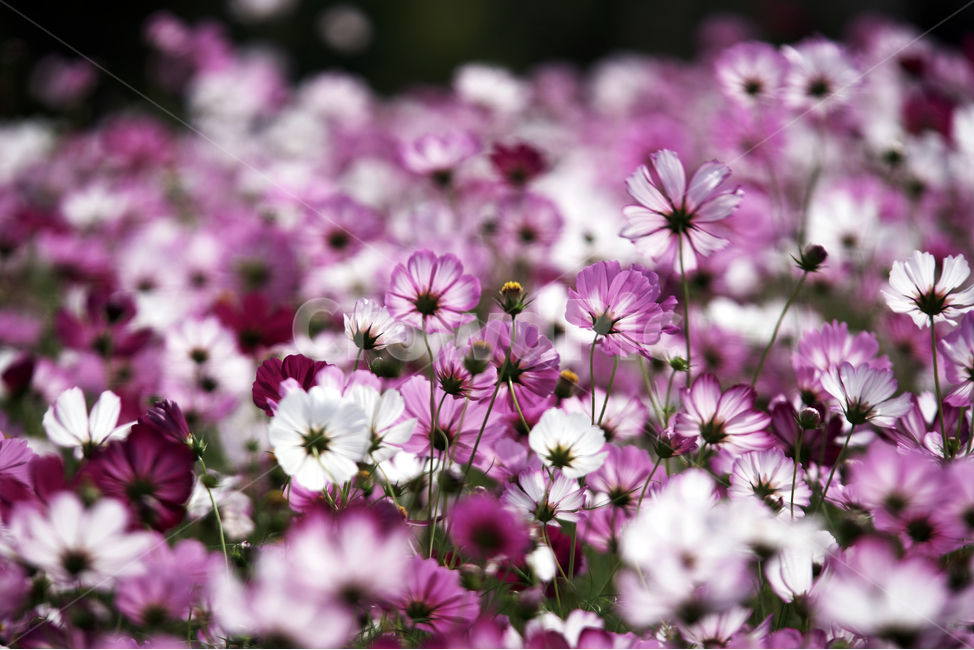 코스모스,꽃,식물,가을,계절,감성,자연,가을,계절,fall,autumn,season,식물,자연,plants,nature,꽃,flower,geranium,제라늄,blossom,plant