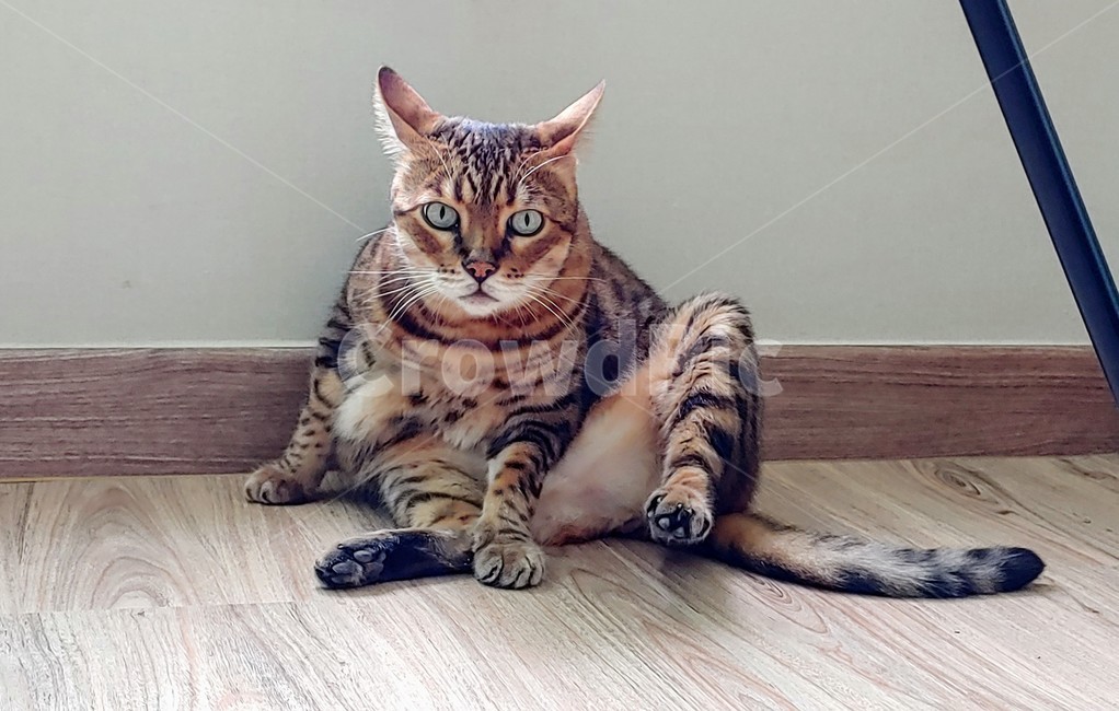 뱅갈고양이,반려묘,brownbengalcat,bengal,cat,고양이