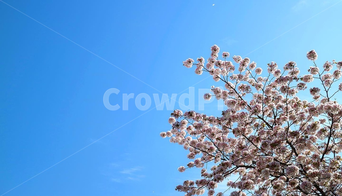 꽃잎,벚꽃,봄풍경,봄배경화면,벚꽃배경화면,plant,식물,blossom,flower,꽃,나무,나뭇가지,봄,spring,벚꽃나무,벚꽃잎,파란하늘나무,식물,자연,plants,nature,꽃,flower