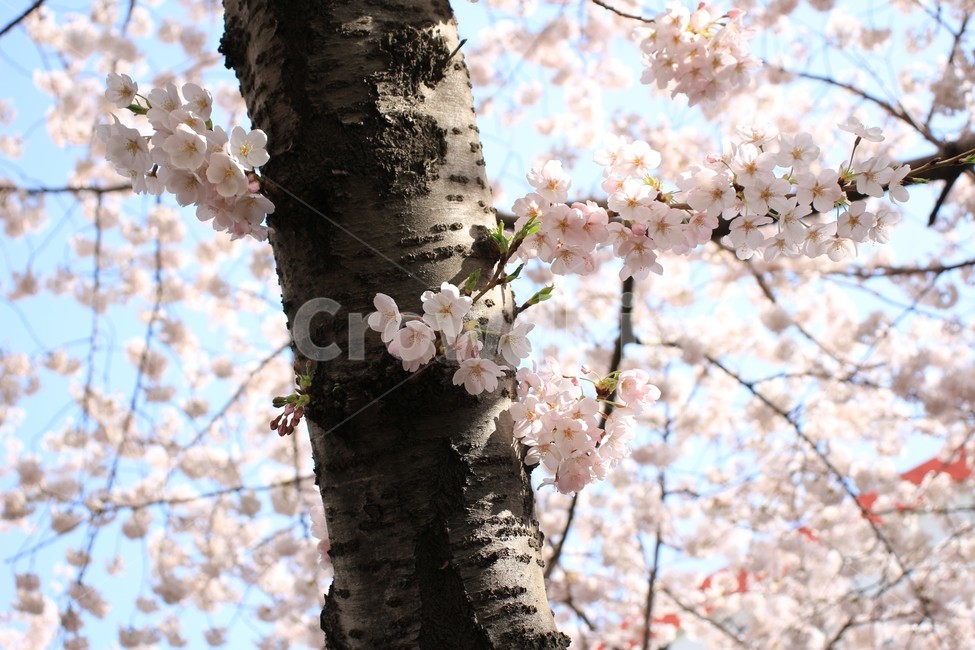봄,벚꽃,벚꽃나무,blossom,flower,아름다움,자연,봄,계절,spring,season,식물,자연,plants,nature,꽃,flower,plant