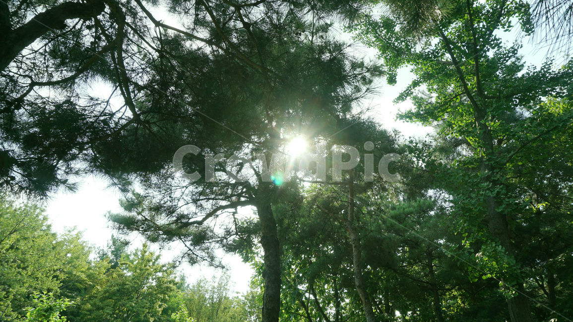소나무,숲,빛,해,자연,배경화면,힐링,light,tree,싱그러운