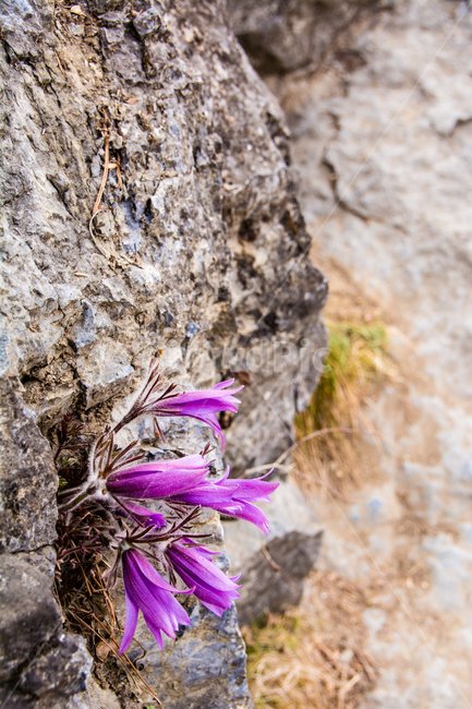 봄,꽃,동강할미꽃,동강,강,식물,자연,할미꽃,바위,식물,자연,plants,nature,꽃,flower