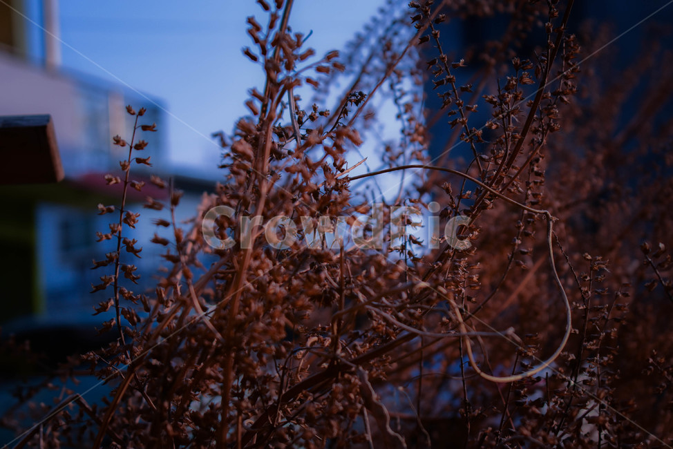 식물,가을식물,덩쿨,낙엽,가을,새벽,가을,계절,fall,autumn,season,식물,자연,plants,nature