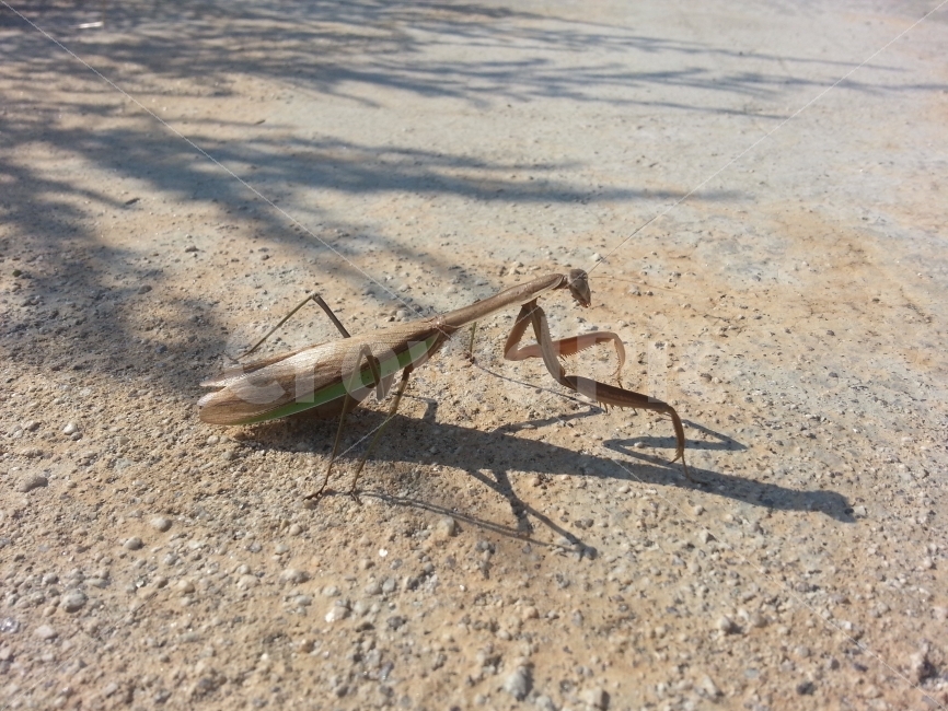 사마귀,곤충,벌레,insect,동물,animal,자연,nature,동작,포즈,자세,그림자,멋진,멋있는,멋있다,당랑권,포식자,사냥꾼,사냥,hunter,헌터,스냅,스냅사진,스넵사진,스넵,snap,접사,마크로,macro,클로즈업,closeup,동물,animal,곤충,벌레,insect,bug