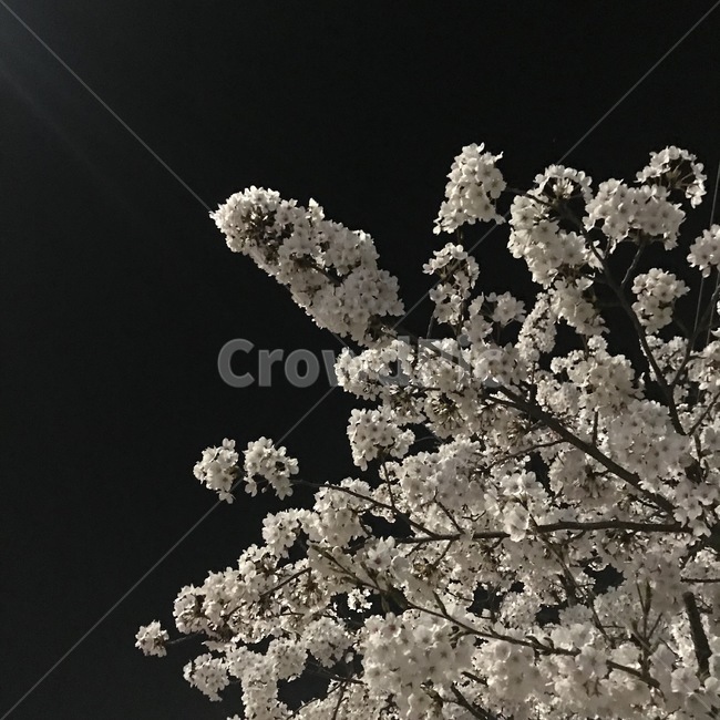 검은,하늘,벚꽃,대비,자연,꽃