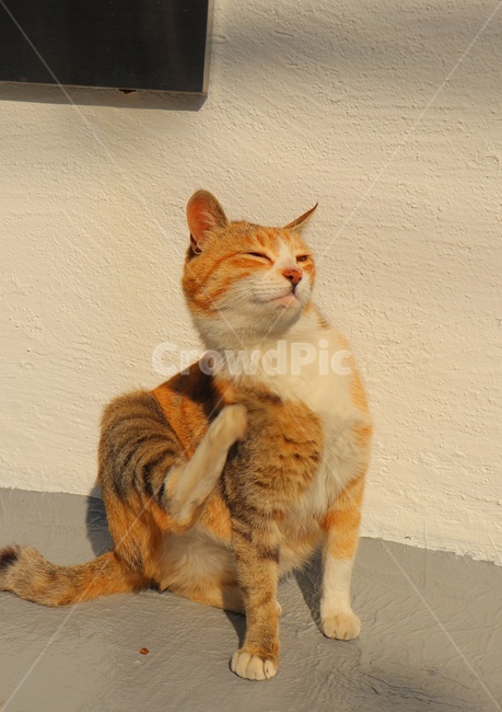 pet,cat,고양이,동물,길고양이,길냥이,반려동물,애완동물,귀여움,kitty,힐링,포유류,animal,동물,animal,포유류,mammal,고양이,cat,kitten,kitty