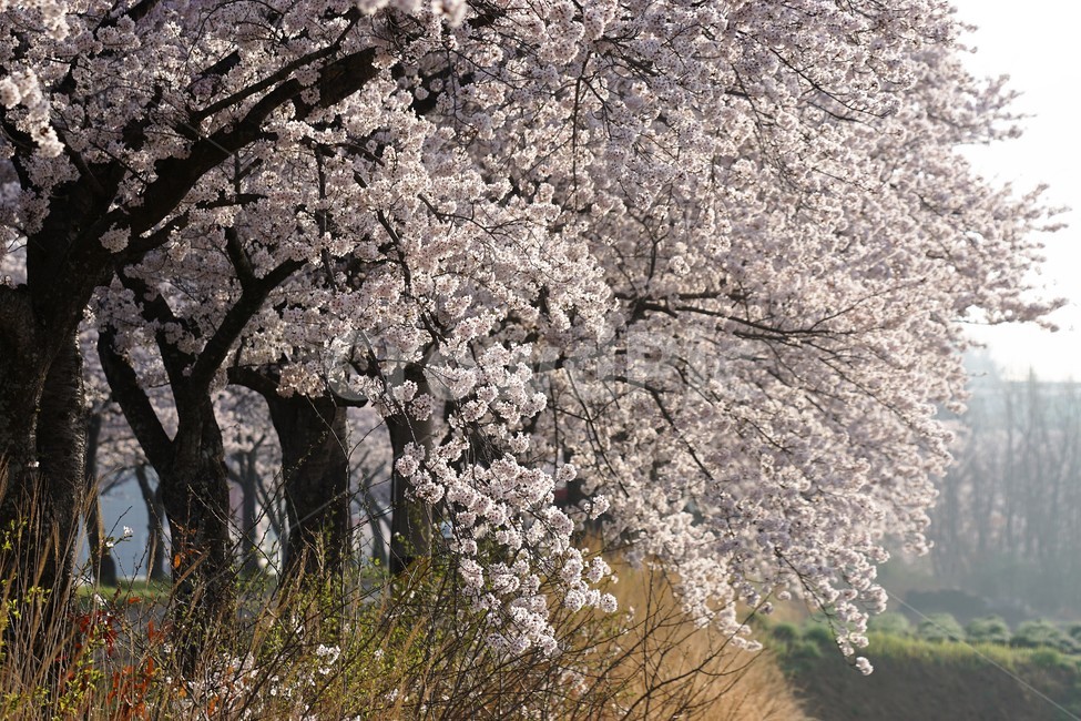 꽃,벚꽃,벚나무,봄,나무,자연,식물,초록색,nature,trees,spring,계절,흰색,flower,감성사진,sakura,season,green,가로수,봄,계절,spring,season,식물,자연,plants,nature,꽃,flower,plant,blossom,cherry blossom
