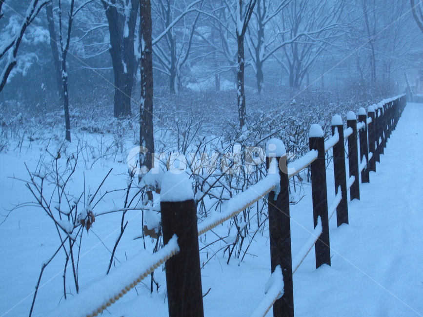 설경,눈,눈온풍경,쌓인눈,눈사진,양재시민의숲,겨울,나무,눈꽃,snow,winter,forest,tree,G10,canonG10,캐논G10,canon,캐논,겨울,계절,winter,season,자연,풍경,nature,landscape,outdoors,옥외