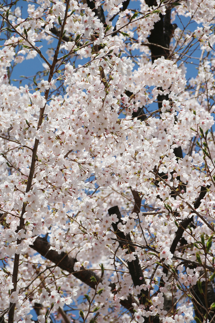 사쿠라,cherryblossom,봄,꽃,봄꽃,벚꽃,자연,봄,계절,spring,season,식물,자연,plants,nature,꽃,flower,plant,blossom,cherry blossom