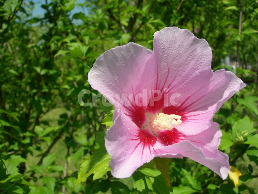 꽃,무궁화,나무,공원,우리나라,분홍,자연,국화,flower,rose,sharon,tree,park,korea,national