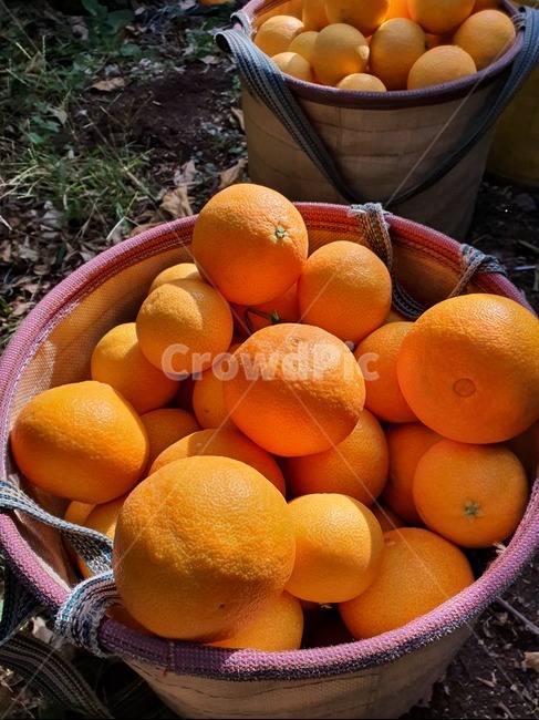 황금향,제주도,귤바구니,감귤류과일,오렌지,귤,주황색,orange,food,음식,fruit,과일,citrusfruit,plant,식물,농사,하우스,과수원,비닐하우스