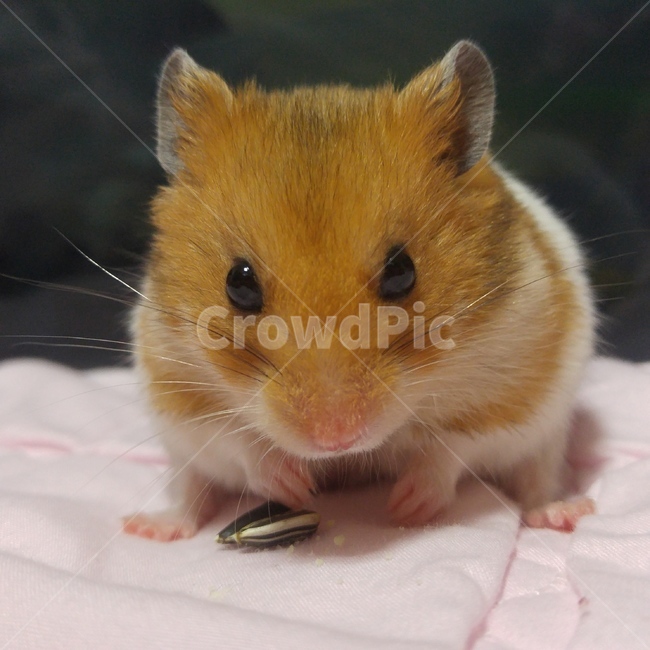 햄스터,골든햄스터,반려동물,애완동물,hamster,pet,goldenhamster,cute,feeding,펫