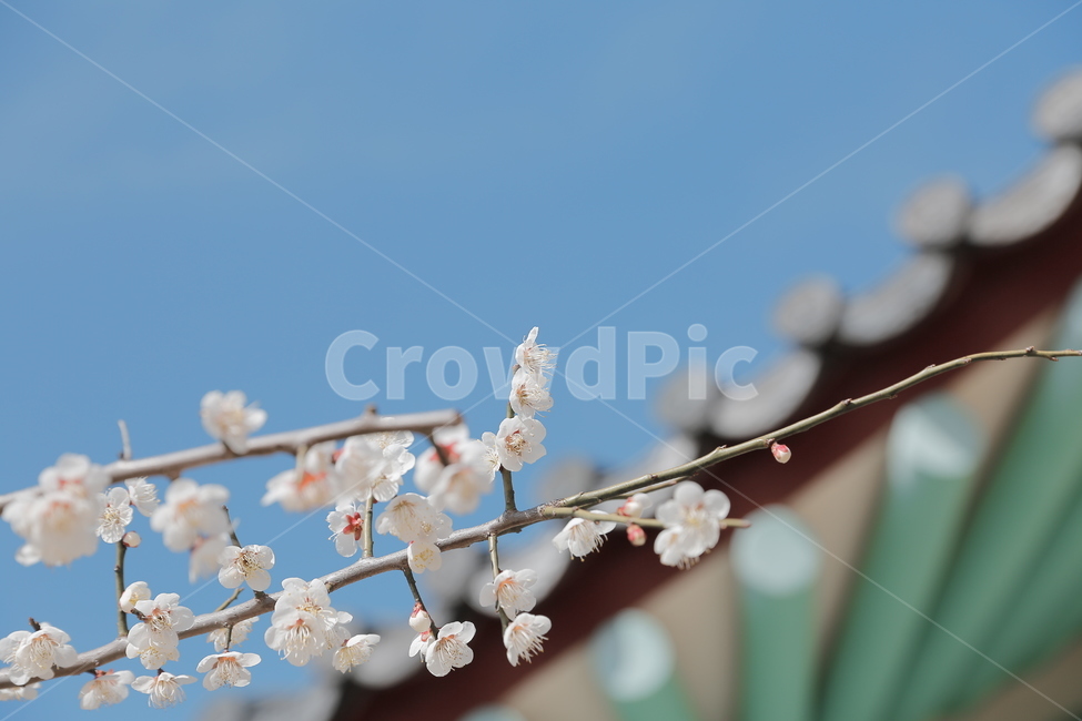 매화,꽃,홍매화,청매화,매실꽃,매화나무,봄,봄,계절,spring,season,한국전통,한국문화,korean traditional,korean culture,식물,자연,plants,nature,꽃,flower,감성,sensible,feeling,plant,blossom