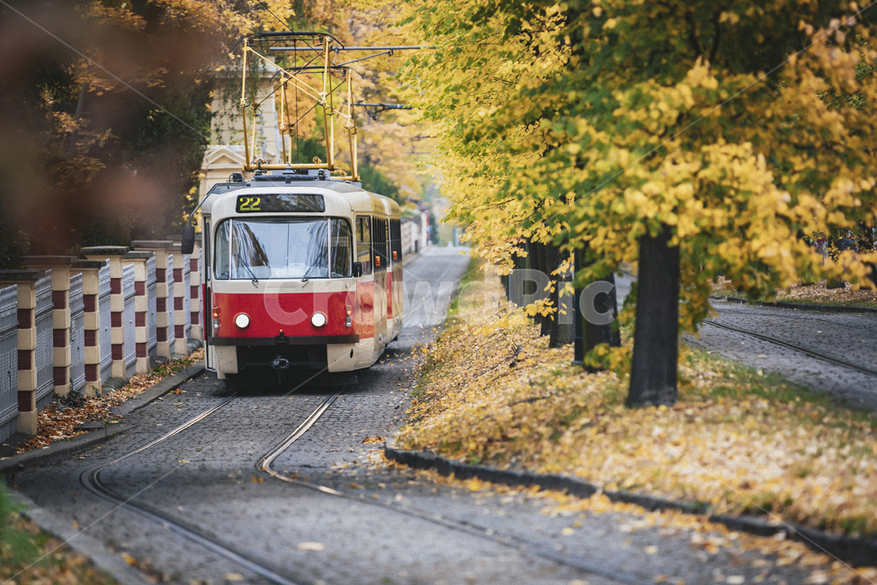 transportation,교통,train,기차,vehicle,차량,프라하,체코,외국교통수단,트램,빨간트램,나무,가을,낙엽,단풍,전차,공공교통,교통,교통수단,traffic,transportation