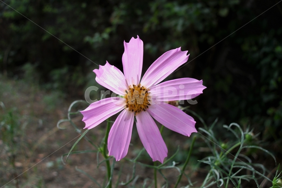 코스모스,꽃,식물,자연,늦여름,가을,가냘픈,가녀린,cosmos,plant,bloom,flower,latesummer,fall,식물,자연,plants,nature,꽃,flower