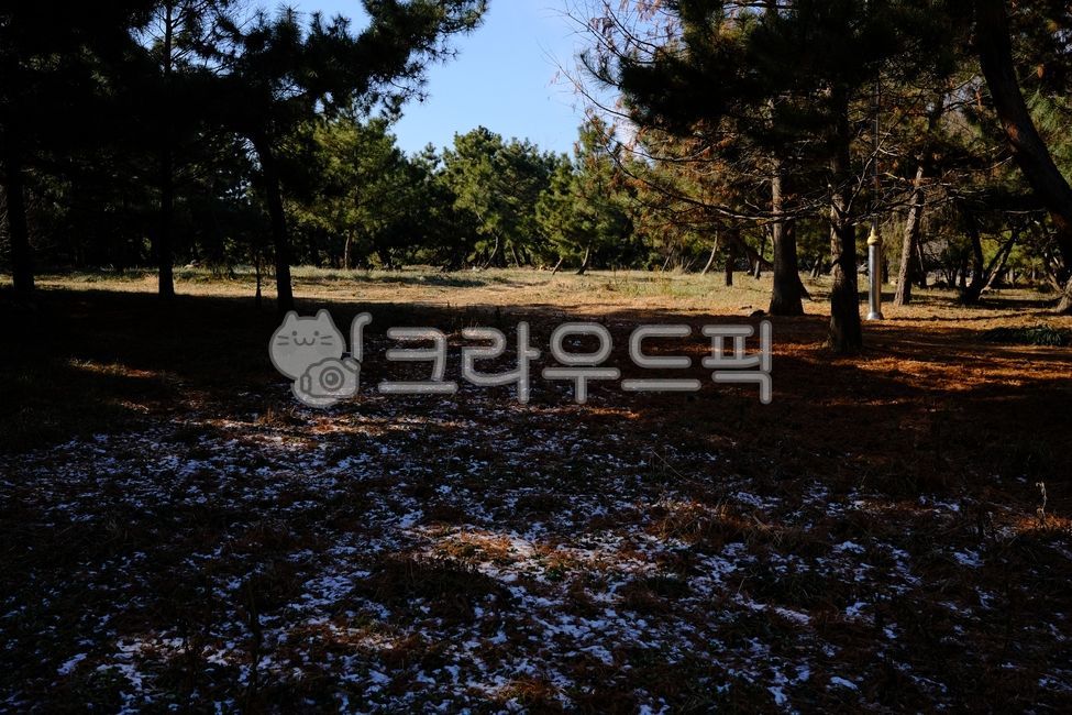 배경,백그라운드,녹색,자연풍경,plants,trees,wood,상쾌,상쾌함,작은숲,나뭇가지,나뭇잎,초록,피톤치드,수풀,숲속,공기,상쾌한,환경,산,풍경,휴식,힐링,땅,갈색,vegetation,초목,plant,식물,자연,nature,삼림지,woodland,outdoors,옥외,forest,숲,나무,ground,tree,treetrunk,나무줄기