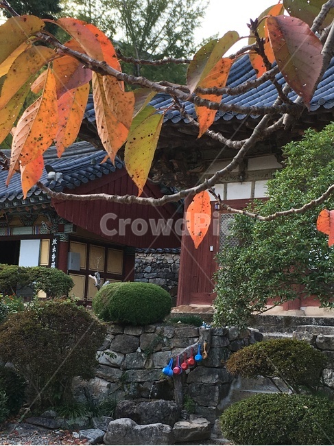 선암사,풍경,가을,낙엽,기와,산사,산지승원,절,사찰,불교,템플스테이,유네스코,세계문화유산,물,약수,한국전통,한국문화,korean traditional,korean culture,종교,신앙,religion,belief,faith,건축물,건물외관,exterior,building,structure,architecture,construction