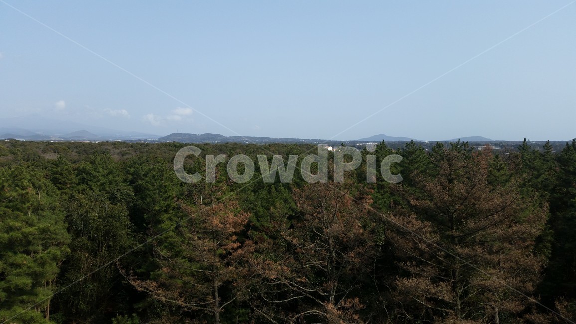 숲,하늘,나무,자연,곶자왈,forest,wood,grove,덤불숲,삼림지,woodland,thicket,깊은숲,삼림