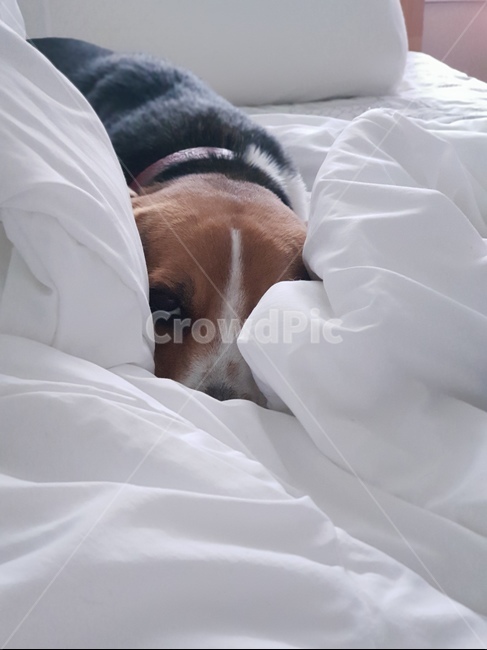 비글,강아지,애완견,장난꾸러기,졸림,개졸림,이불,동물,animal,포유류,mammal,개,강아지,dog,doggy