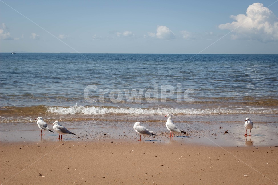 바다,풍경,해안가,모래사장,갈매기,파도,하늘,맑음,sea,landscape,seaside,beach,sand,wave,sky,sunshine,seagull