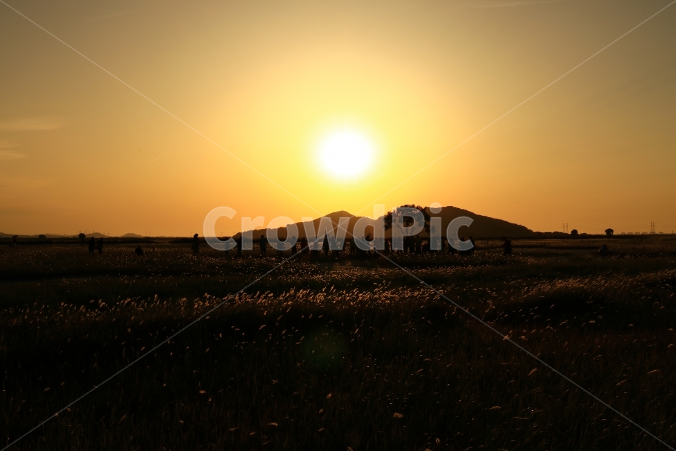 일몰,수섬,삘기꽃,삘기,화성,해넘이,노을,sunrise,역광,자연,풍경,nature,landscape,실루엣,그림자,silhouette,shadow,flare,플레어,light,빛