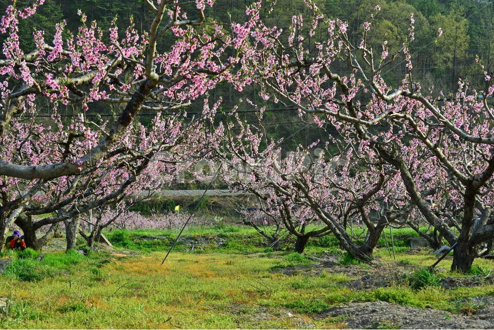 plant,식물,blossom,flower,과수원,복숭아밭,복사꽃,꽃,봄,계절