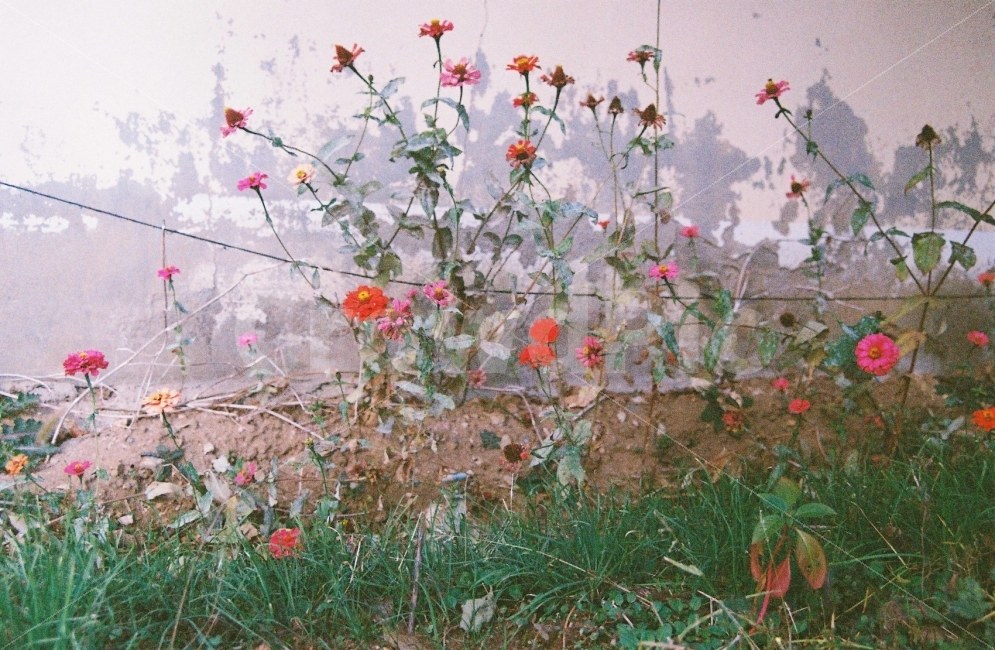 ​필름사진,아날로그,film,감성사진,우울,여행,여성적,칙칙함,느긋함,zaheun,효신,화사함,꽃,붉음,분홍,식물,자연,plants,nature,꽃,flower