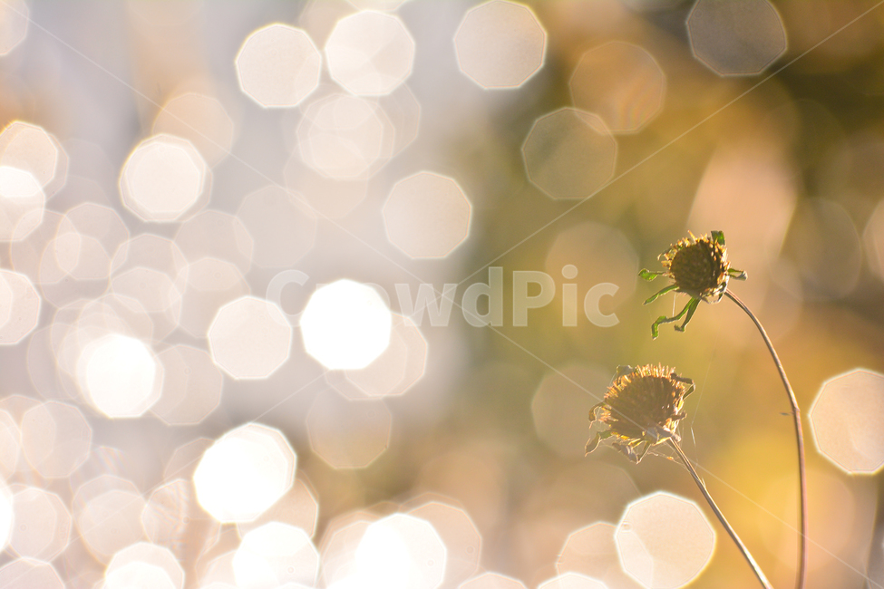 들풀,들꽃,보케,빛망울,가을배경,야생화,plant,bokeh,배경,바탕,백그라운드,background,가을느낌,autumn,시냇가,빛,light,플레어,flare,petal,꽃잎,식물,blossom,flower,자연,nature,꽃,분위기,feeling,sensible,emotional,가을,계절,fall,autumn,season
