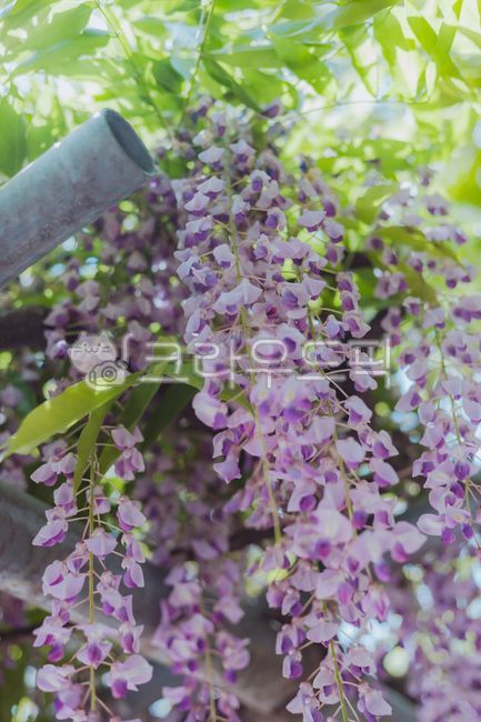 purple flower,rattan,purple,Rattan bench,wisteria flower,flower