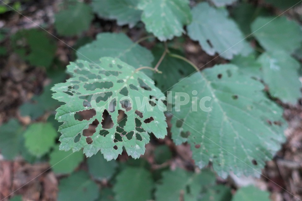 가을,나뭇잎,벌레,병충해,방충,살충,천연,자연,잎사귀,농약,식물,자연,plants,nature