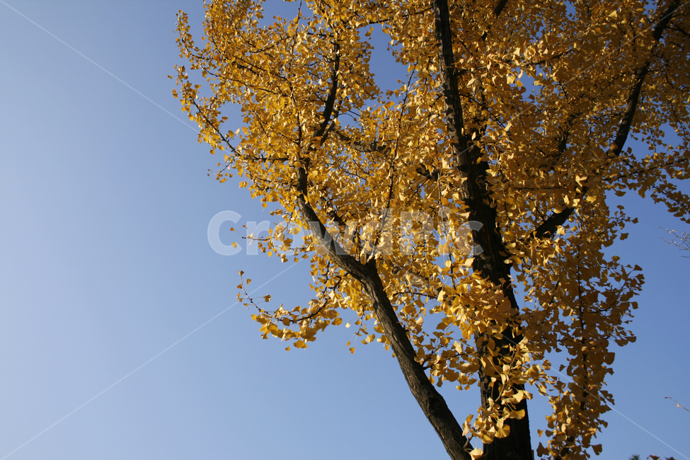 가을,은행나무,나무,잎,하늘,가을,계절,fall,autumn,season,식물,자연,plants,nature,나무,trees,wood,tree trunk,나무 줄기,tree,plant