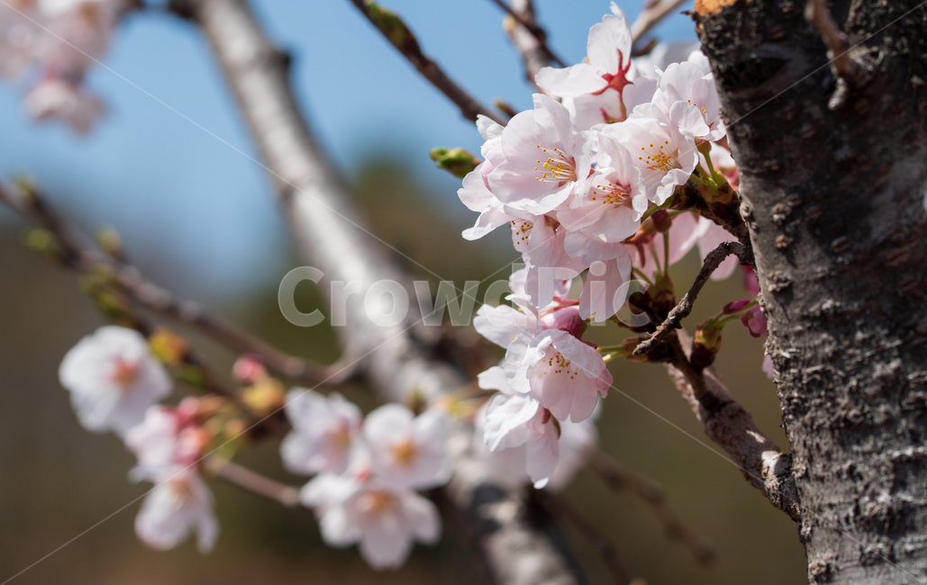 벚꽃,봄꽃,꽃,계절,spring,season,cherrymlossoms,꽃축제,파란하늘,푸른하늘,자연,가로수,벚꽃축제,연분홍색,핑크색,바탕,공원,flower,nature,garden,beautiful,예쁜,봄,나무,수수한