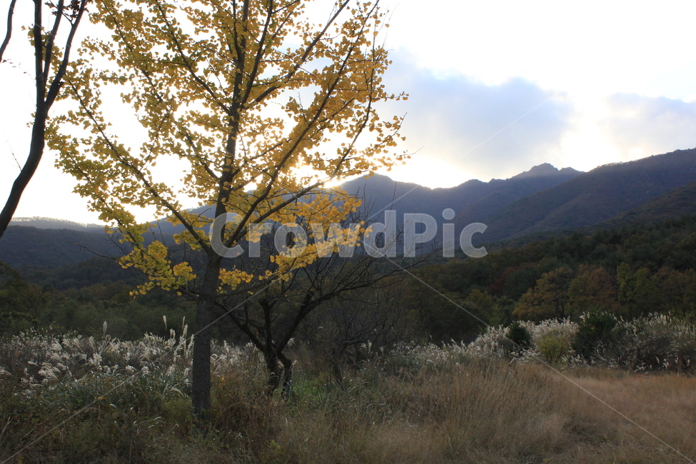 tree,나무,treetrunk,나무줄기,plant,식물,은행나무,산,억새풀,가을,fall,nature,자연,자연,풍경,nature,landscape