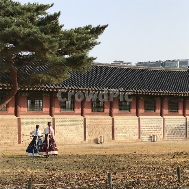 가을,경복궁,창경궁,대한민국,한국의미,palace,fall,autumn,leaves,나무가지,하늘,사계,지붕,기와집,한국집,leaf,잎,tree,나무,plant,식물,소나무,한복,궁궐,사람,person,korea,korean