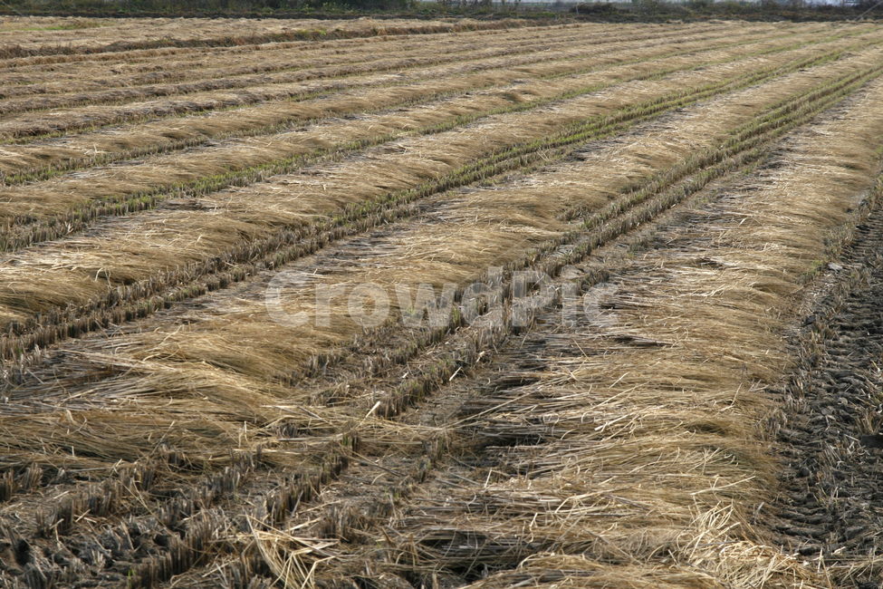 가을,벼농사,추수,수확,논,가을,계절,fall,autumn,season,시골,마을,풍경,landscape,country,rural,town,산업,industry,industrial,농업,농사,agriculture,farming,farming industry,nature,자연,outdoors,옥외