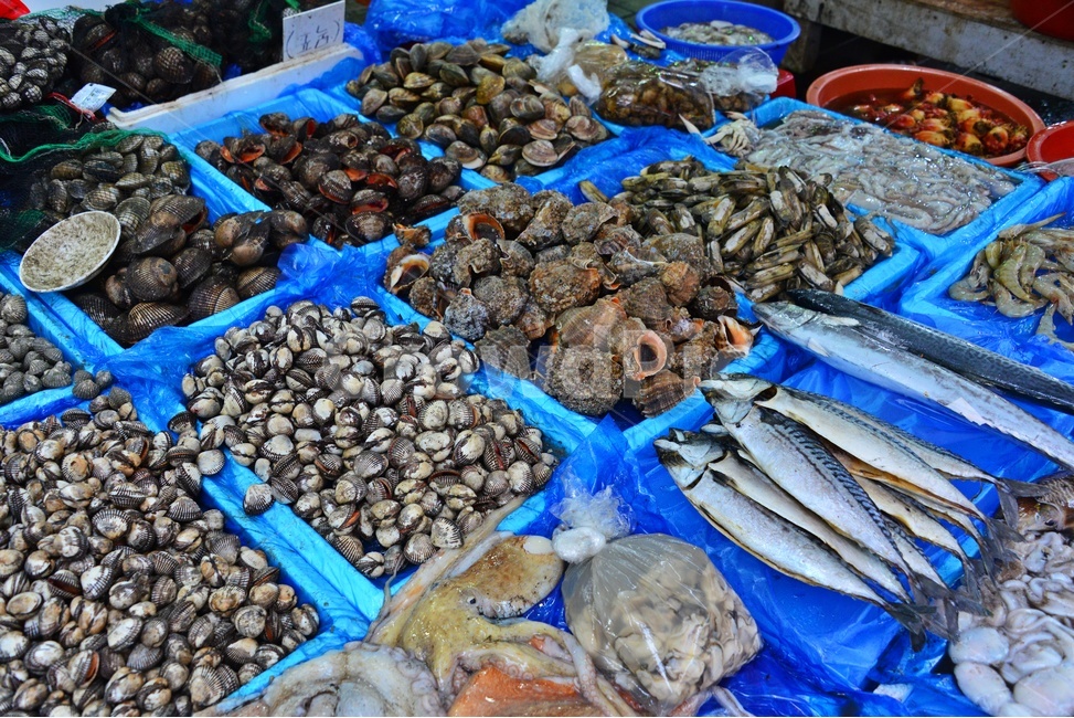 seashell,조개,clam,대합,invertebrate,무척추동물,pottery,도기류,saucer,받침접시,lobster,market,시장,sealife,해양생물,seafood,해물,food,animal,동물,헤산물,수산물,식재료,음식,수산시장,시장,마트,마켓,market,mart,market place