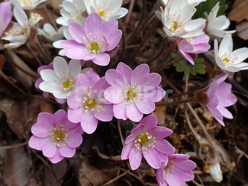 야생화,노루귀,봄꽃,작은꽃,들꽃,식물,꽃,flower
