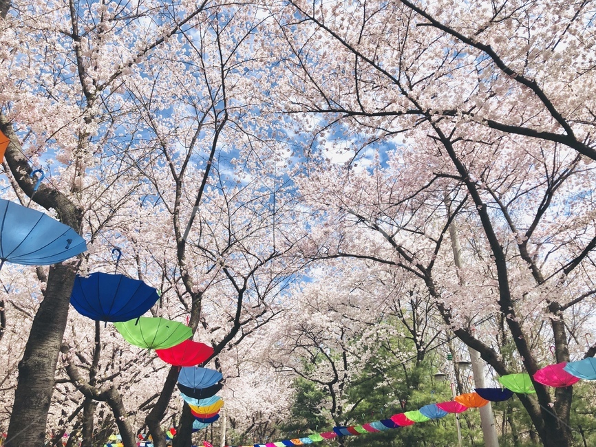 flower,plant,식물,꽃,벚꽃,blossom,cherryblossom,봄,spring,우산,봄,계절,spring,season
