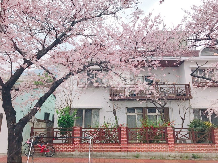 봄,벚꽃,군항제,분홍,아름다움,산뜻함,계절,진해벚꽃,사쿠라,식물,자연,꽃,flower,spring,season,봄,계절,spring,season,식물,자연,plants,nature,나무,trees,wood,건축물,건물외관,exterior,building,structure,architecture,construction,plant,bike,자전거,transportation,교통,bicycle,vehicle,차량,wheel,바퀴,machine,기계