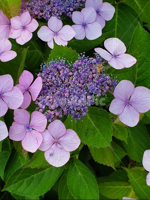 꽃,식물,수국,flower,plant