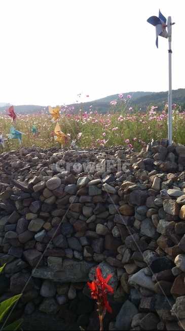 코스모스,바람개비,돌담,꽃,봄,산,식물