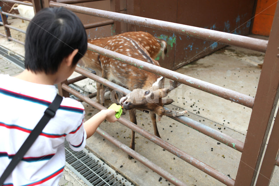 꽃사슴,동물원,먹이주기,zoo,animal,동물,animal,포유류,mammal