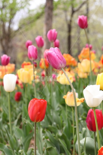꽃,튤립,꽃밭,봄,계절,자연,풍경,색깔,tulips,flower,nature,season,spring,park,field,colors,colorful,봄,계절,spring,season,식물,자연,plants,nature,꽃,flower,plant,blossom