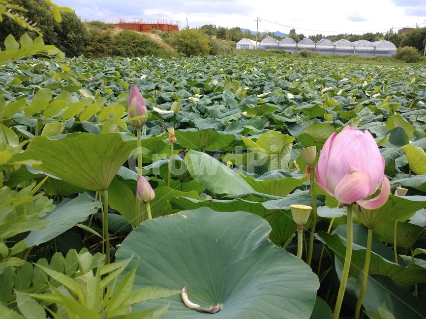 연꽃,수련과,lotus,수련,물풀,수단화