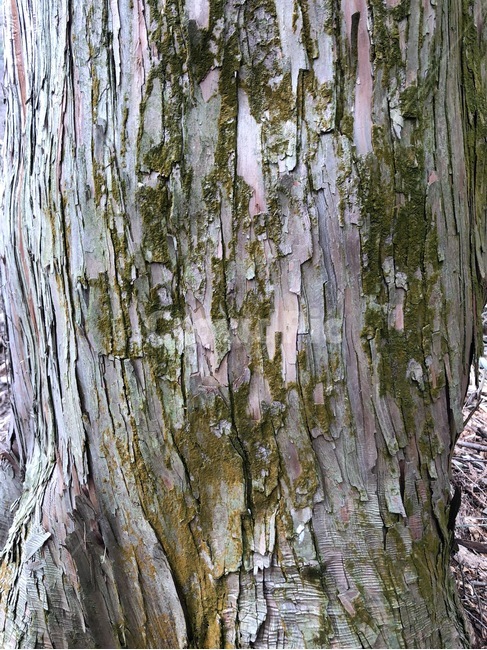 나무,자연,숲,풍경,tree